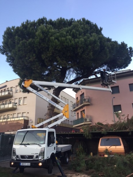 podando arboles de forma segura con vehiculo cesta.